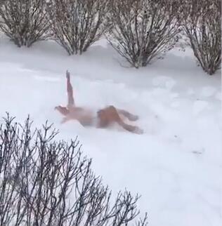 美国大学生零下20度“雪地游泳接力”