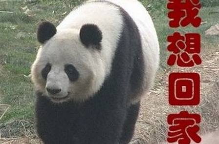 熊猫瘦成皮包骨瘦骨嶙峋 网友指责兰州动物园虐待熊猫