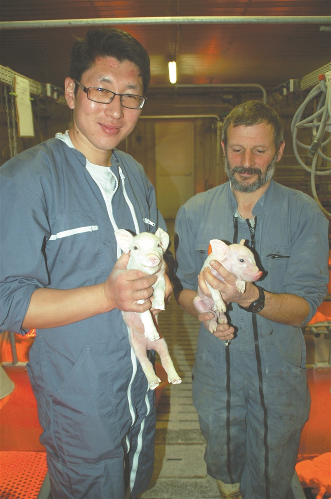 三名大学老师法国留学养猪 三个月归来获益匪