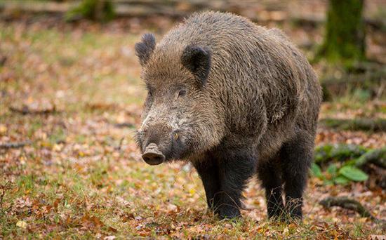 日本猎杀变异野猪 有关部门：采用填埋方式处理野猪尸体