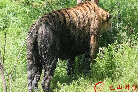 动物园池水发黑 被臭水浸泡、染黑的老虎会不会有健康问题？