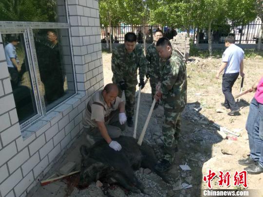 黑龙江两头野猪闯进学校和居民区被警方击毙
