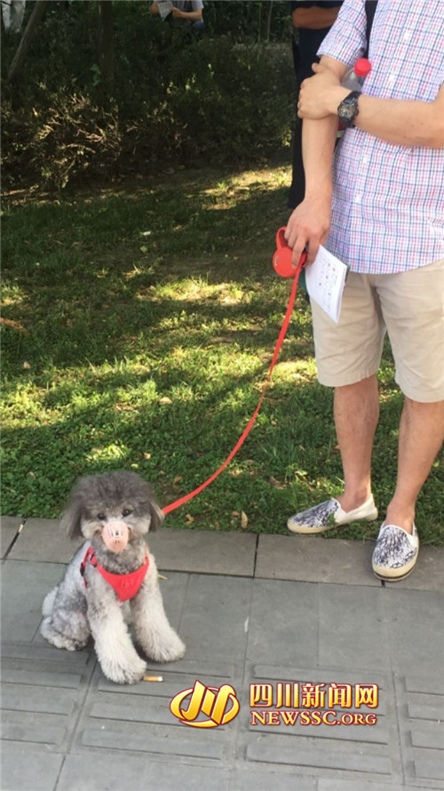 小主人参加高考 萌犬到场加油 戴“口罩”不乱叫 小主人参加高考 萌犬到场加油 戴“口罩”不乱叫