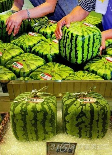 日本天价西瓜拍卖3.1万元 网友：难道里面藏了一个西瓜太郎