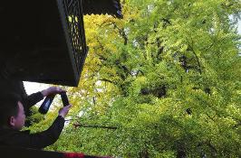 千年银杏树成网红传为李世民栽种 被誉为世界上最美银杏树 千年银杏树成网红传为李世民栽种 被誉为世界上最美银杏树