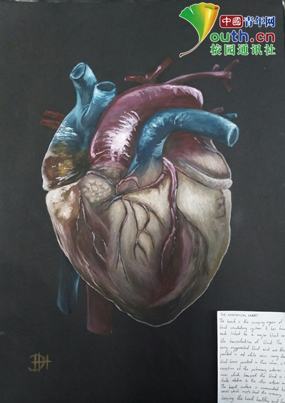 画手!大学生手绘人体器官极具艺术美感
