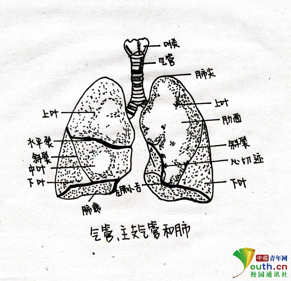 大学生手绘解剖图走红 网友:每个学医的都是隐形画家