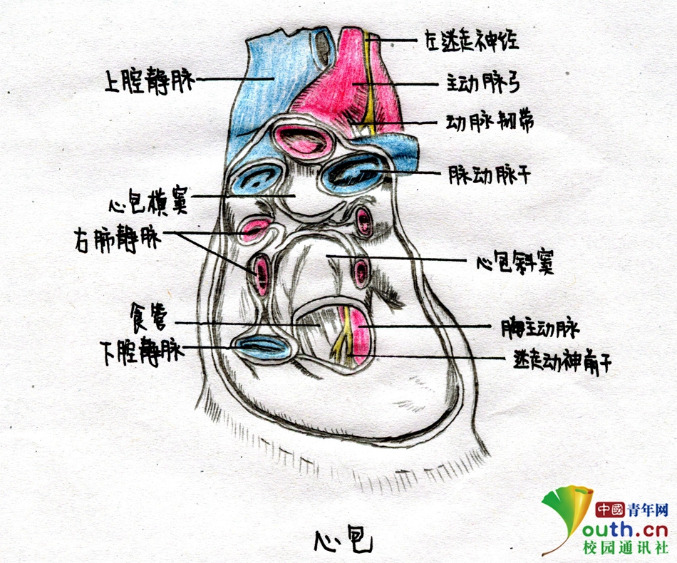 大学生手绘解剖图走红 网友:每个学医的都是隐形画家