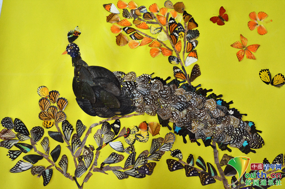 四川大学生以昆虫为题材制作创意昆虫画