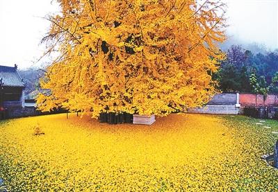 千年银杏树成网红传为李世民栽种 被誉为世界上最美银杏树