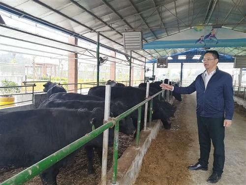 清华博士携93项专利养牛立志打造自己的牛肉品牌