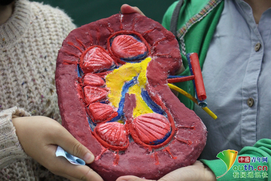 超轻粘土制作人体器官图片